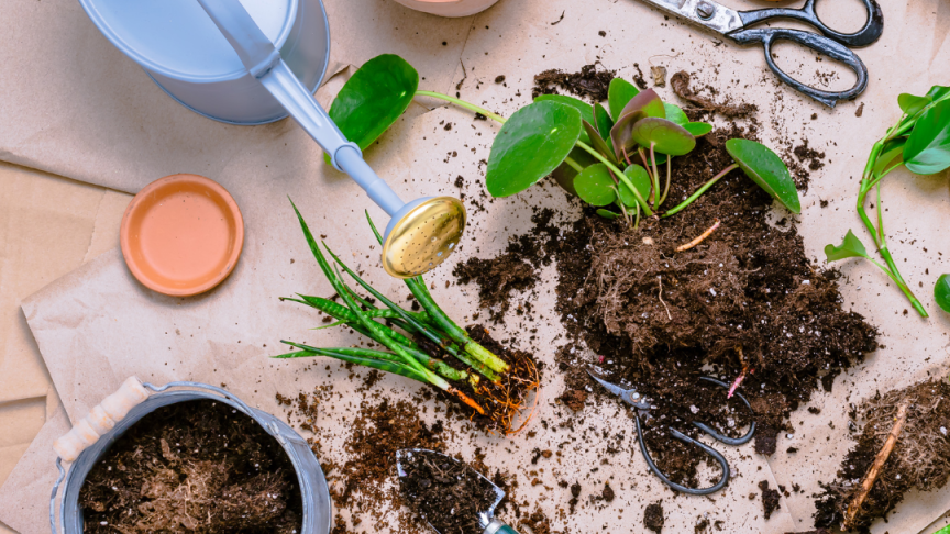 An array of gardening tools around an unpotted plant